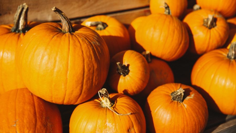 In celebration of pumpkin!